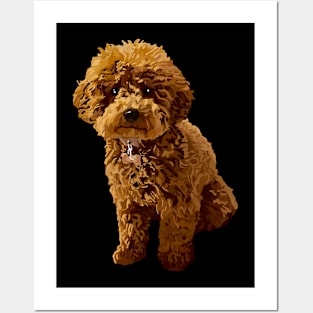 Ginger the Toy Poodle Posters and Art